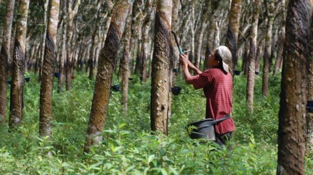 Harga Karet Anjlok Petani Di Ciamis Menjerit