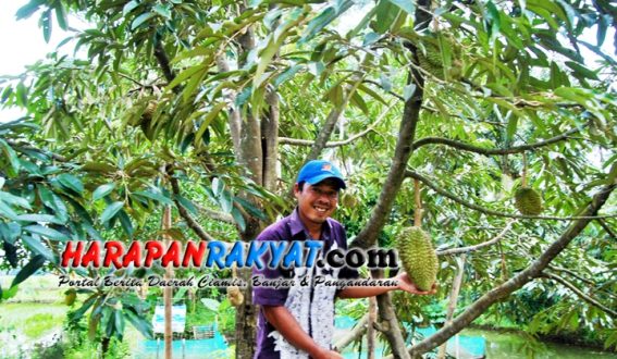 Warga Banjar Ini Membudidayakan Durian Di Pekarangan Rumah