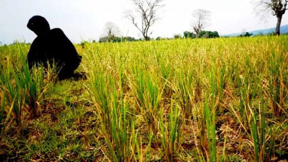 Musim Kemarau 3 892 42 Hektare Sawah Di Pangandaran Terancam