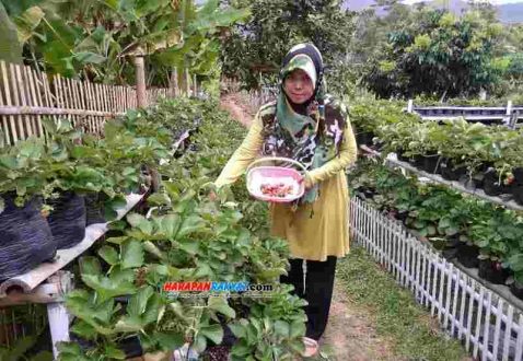 Cukup Manfaatkan Lahan Pekarangan Warga Pamarican Ciamis Ini Panen