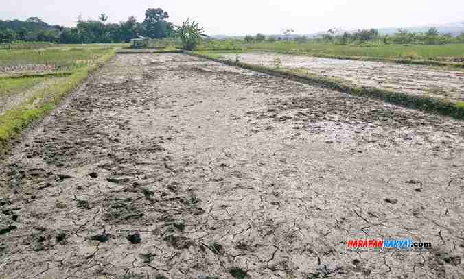 Hektaran Sawah Di Ciamis Terancam Gagal Tanam Harapan Rakyat