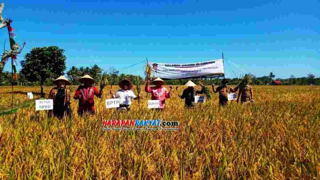 Kelompok Tani Di Pangandaran Berhasil Panen Padi Perdana Di Lahan Payau