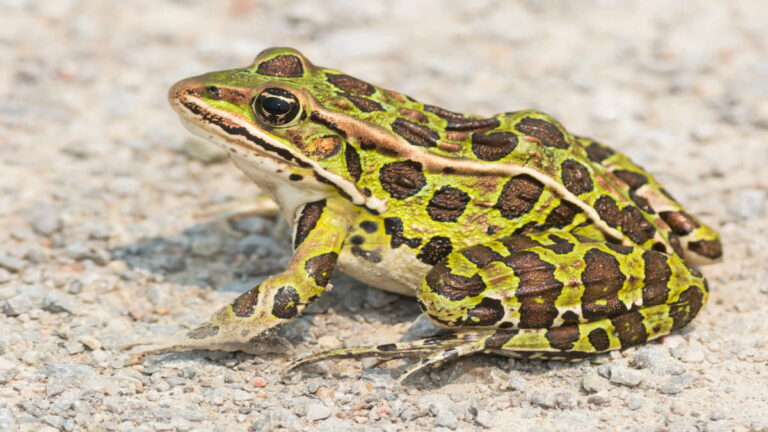 Tahapan Metamorfosis Katak Mulai Dari Telur Hingga Dewasa