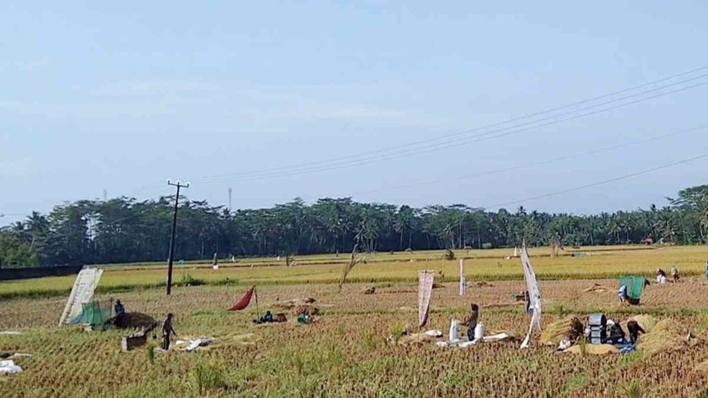 Hektar Sawah Di Pangandaran Gagal Panen Karena Kekeringan