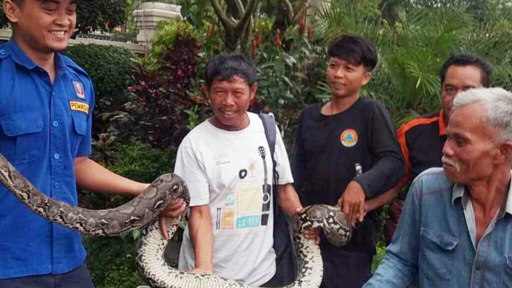 Petugas Damkar Kota Banjar Amankan Ular Sanca Reticulatus 3 Meter