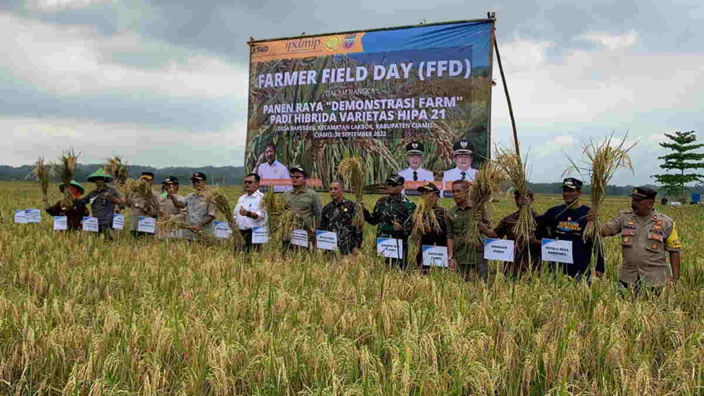 Panen Raya Di Lakbok Ciamis Hasil Meningkat Dengan Padi Hibrida