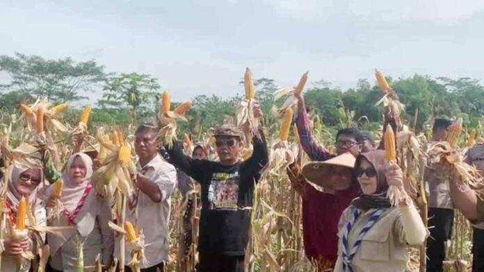 Nanang Permana Panen Raya Jagung MSP Bersama Warga Margajaya Ciamis