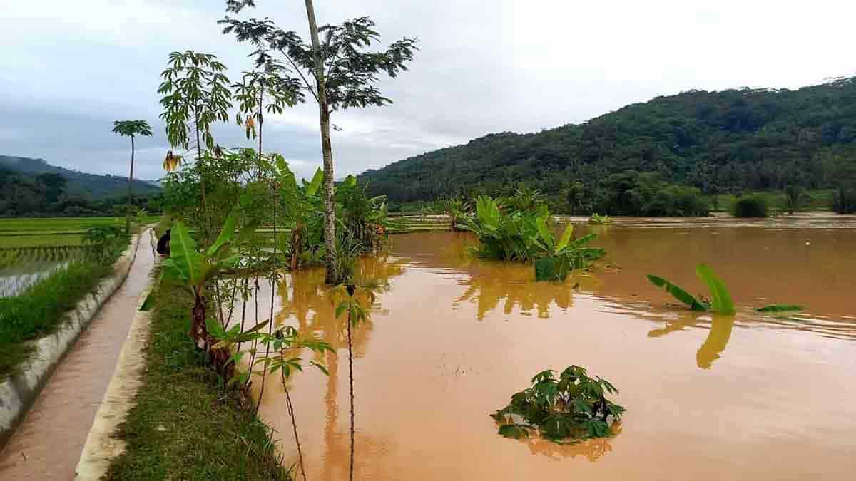 10 Hektar Lahan Pertanian Padi Dan Jagung Di Cimaragas Ciamis Terendam