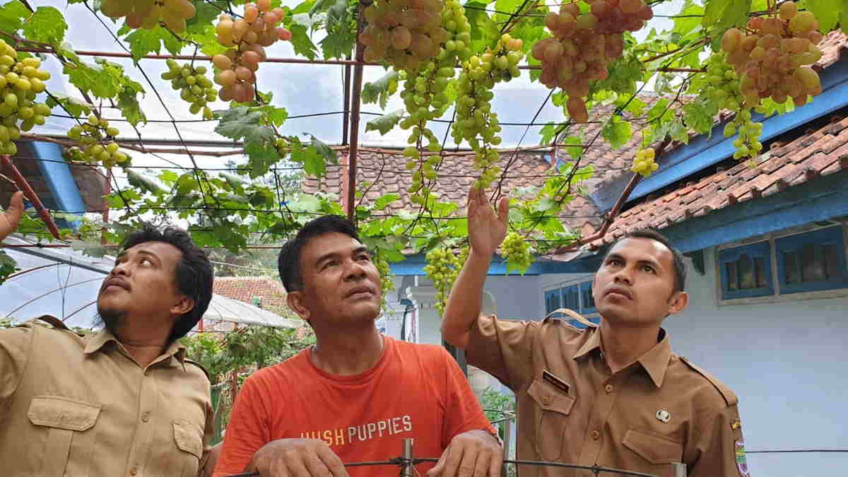 Keren Petani Di Desa Dadiharja Ciamis Sukses Budidayakan Anggur Impor