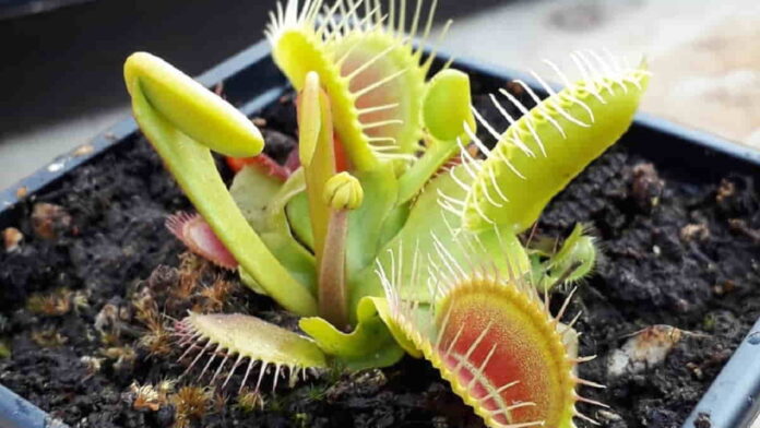 Tanaman Venus Flytrap Tumbuhan Unik Pemakan Serangga