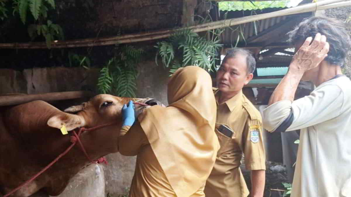 DKP3 Kota Banjar Lakukan Pemeriksaan Kesehatan Hewan Kurban Jelang Idul