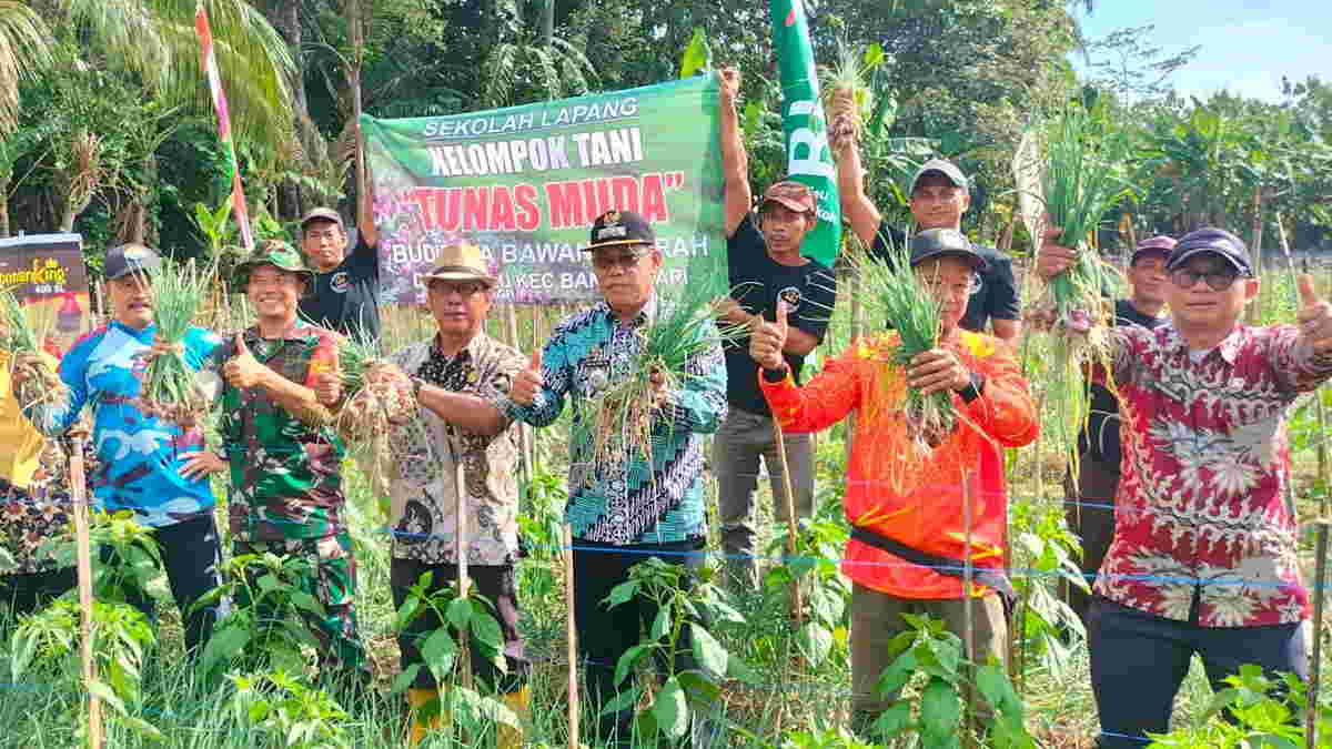 Petani Milenial Di Ciulu Ciamis Sukses Panen Bawang Merah