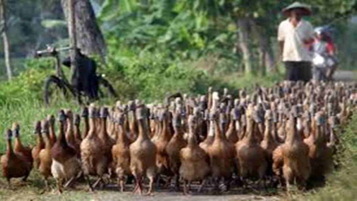 Bebek Hilang di Rejasari