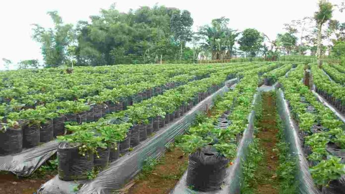 Perkebunan Rakyat Banjar