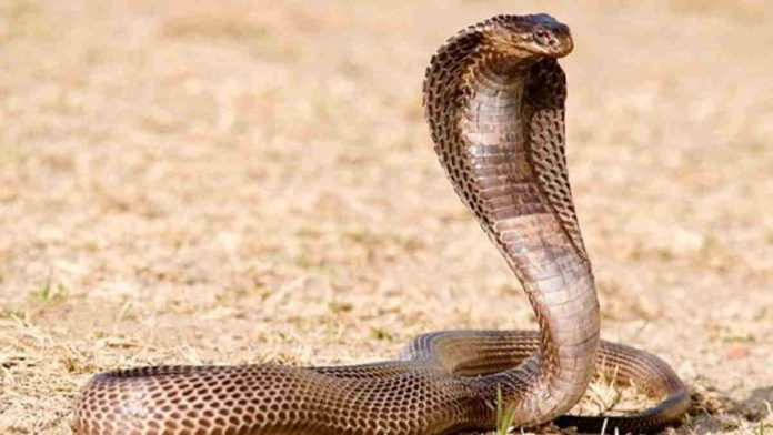 Sang Pawang Ular Tewas Dipatuk King Cobra Situbatu