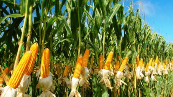 Wuih! Produksi Jagung Desa Margaharja Ciamis Berlimpah
