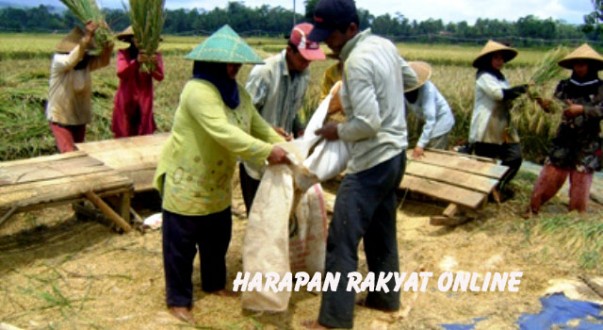 panen-padi-banjar-harapanrakyat