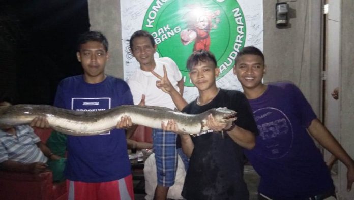 Geger! Warga Lakbok Ciamis Temukan Belut Raksasa