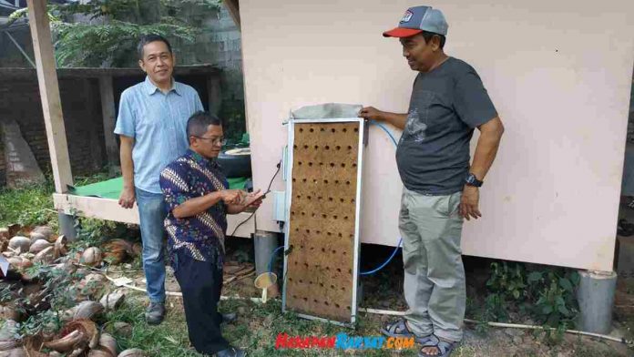 hidroponik dengan sabut kelapa