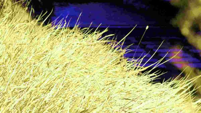 Pakan rumput ternak yang mengering karena musim kemarau