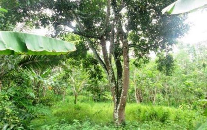 Rambutan Asmara, Ikon Buah Unggulan Desa Jayaraksa Ciamis