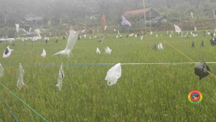 Hama Burung