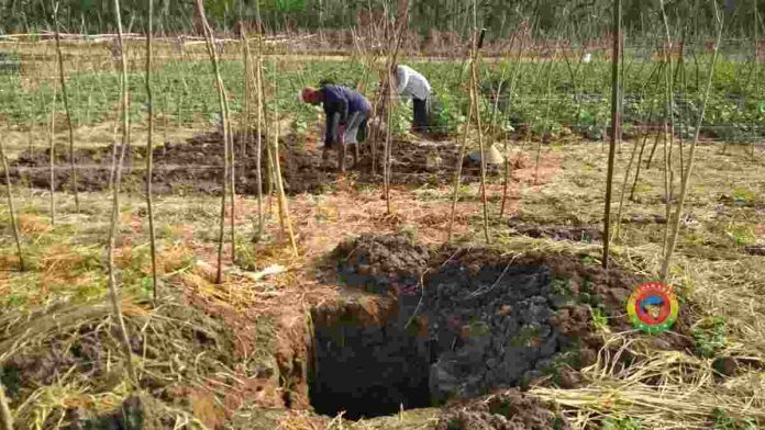 Sawah Kekeringan Banjar