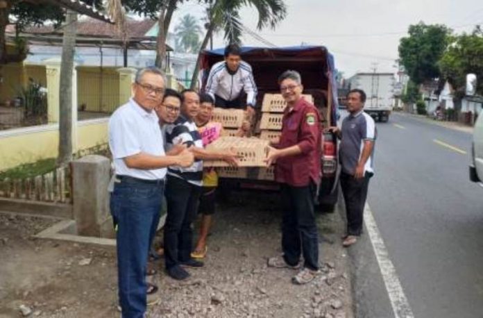 Disnakan Ciamis Salurkan 3000 DOC Ayam Sentul