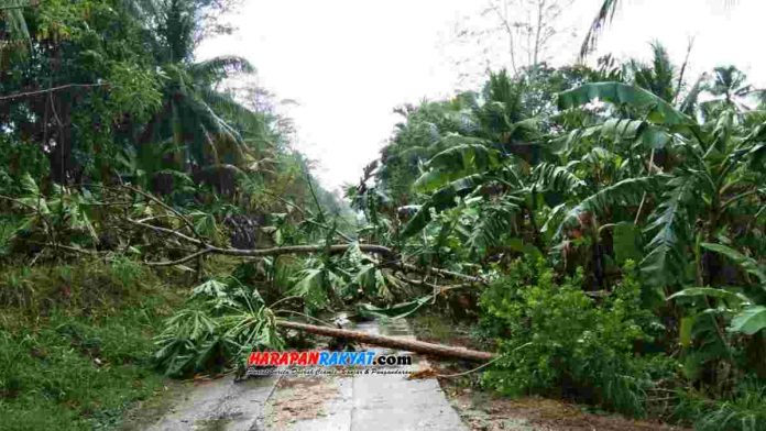 Hujan deras disertai angin kencang membuat sejumlah pohon besar tumbang di Kecamatan Padaherang, Kabupaten Pangandaran, Jawa Barat, Kamis (14/11/2019) sore tadi.