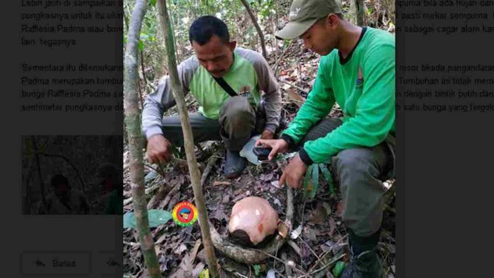 Bunga Rafflesia Padma