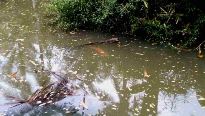 Ikan Misterius di Sungai Cisadap