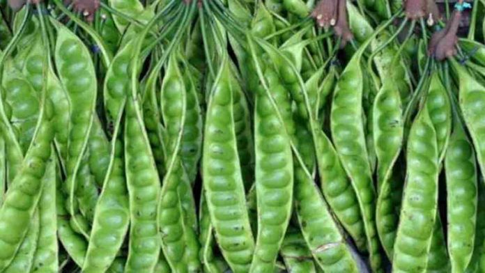 Harga Petai di Ciamis Makin Anjlok