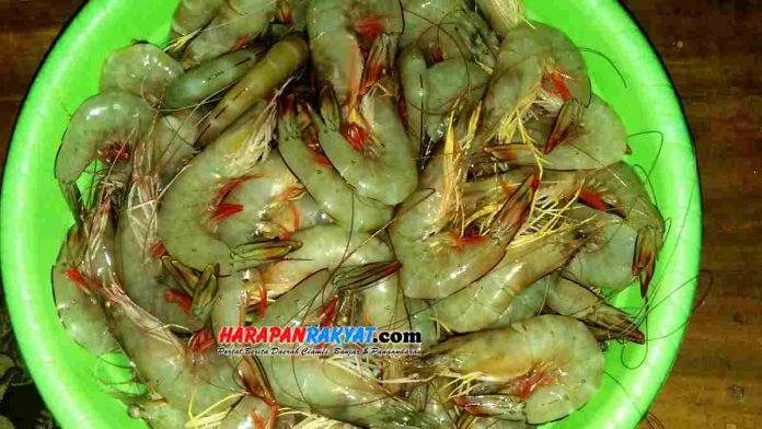 Harga hasil tangkapan laut, khususnya udang di Pangandaran, Jawa Barat, saat ini kembali naik.