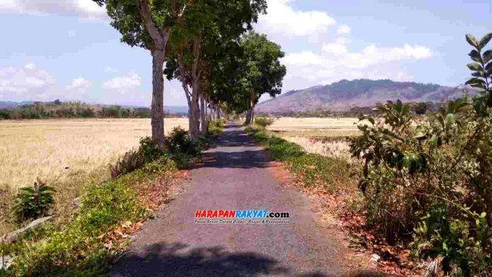 jalan yang dijuluki “jalan cinta” itu sudah semestinya mendapat perhatian khusus, mengingat akses penghubung antar desa tersebut masih selalu dijadikan ajang seronok oleh para oknum remaja.