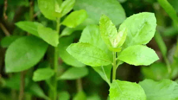 Manfaat Daun Beluntas untuk Kesehatan Tubuh yang Jarang Diketahui