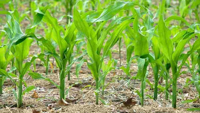 Memasuki Musim Hujan, Petani di Handapherang Ciamis Pilih Tanam Jagung