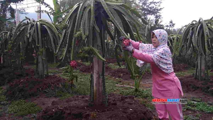 Budidaya Tanaman Buah Naga