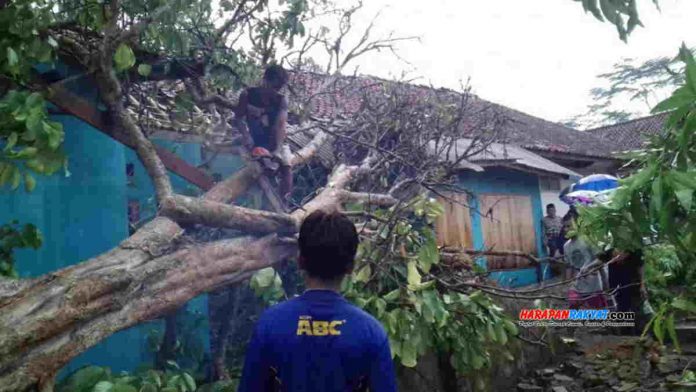 rumah tertimpa pohon