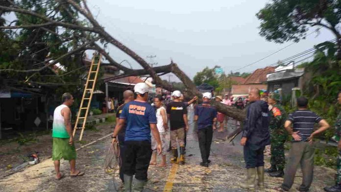 Akibat Pohon Tumbang, Jalan Raya Ciamis-Banjar Sempat Lumpuh Total