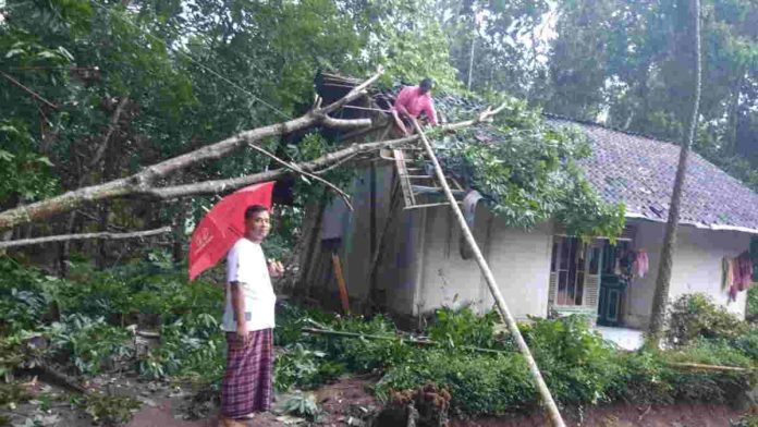 Hujan Disertai Angin Kencang, 2 Rumah Warga Jayaraksa Ciamis Tertimpa Pohon Tumbang