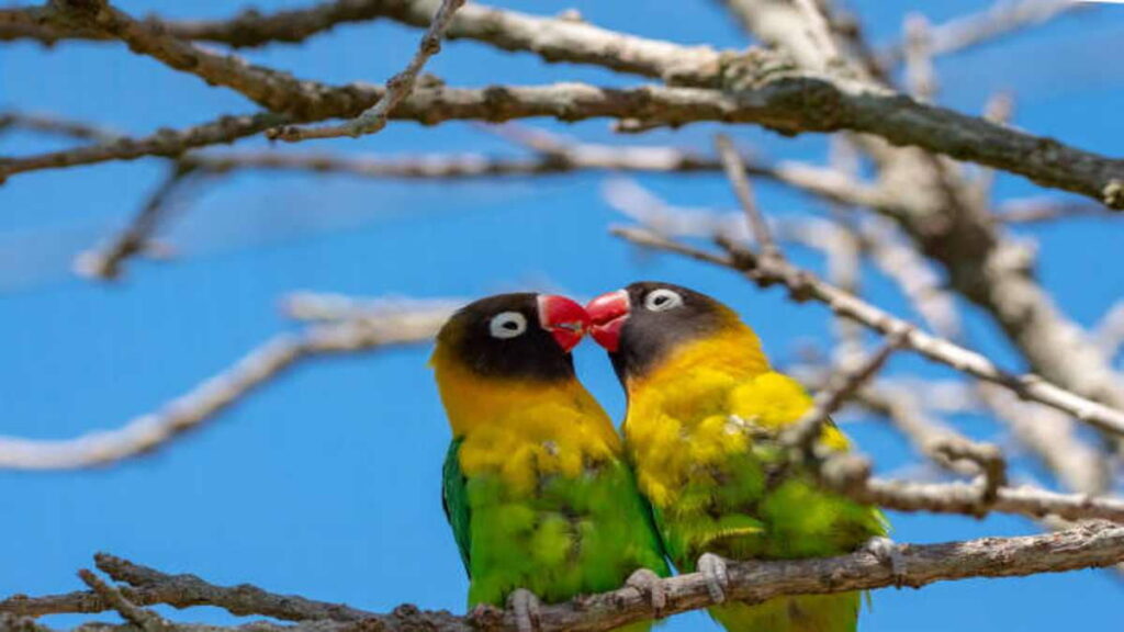 Penyakit yang Sering Menyerang Lovebird