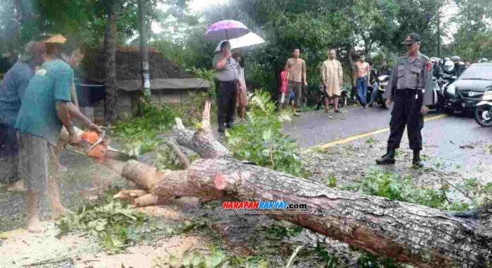 Sebuah pohon mahoni tumbang ke jalan di jalur Selatan, tepatnya di wilayah, Desa Banjarharja, Kecamatan Kalipucang, Kabupaten Pangandaran.