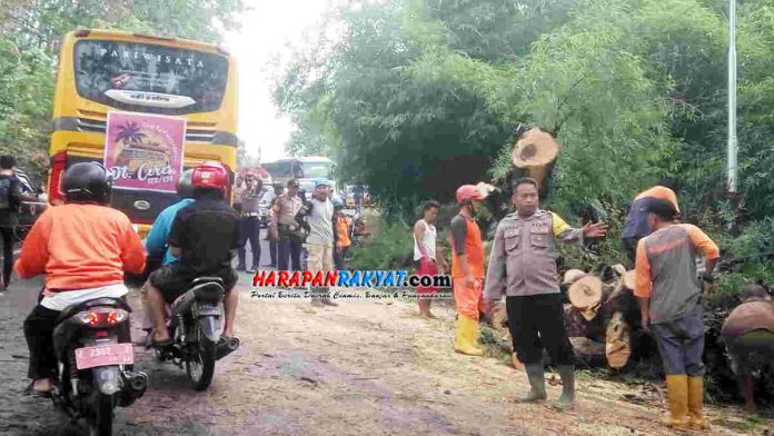 Pohon Tumbang Akibat Hujan Deras Disertai Angin Kencang