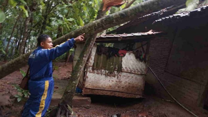 Diguyur Hujan, Rumah Warga Kertahayu Ciamis Tertimpa Pohon