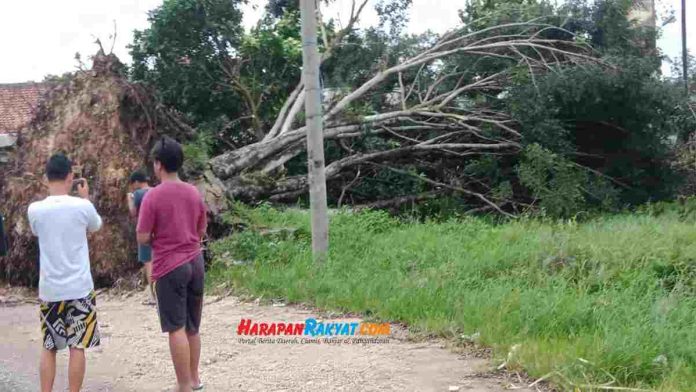 Pohon besar di terminal kalipucang