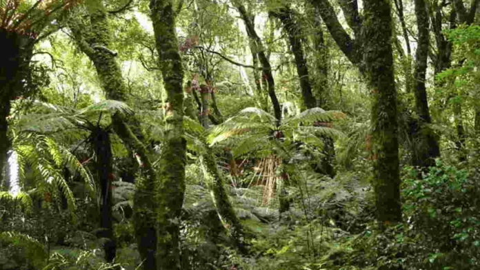 Hutan Hujan Kuno di Antartika