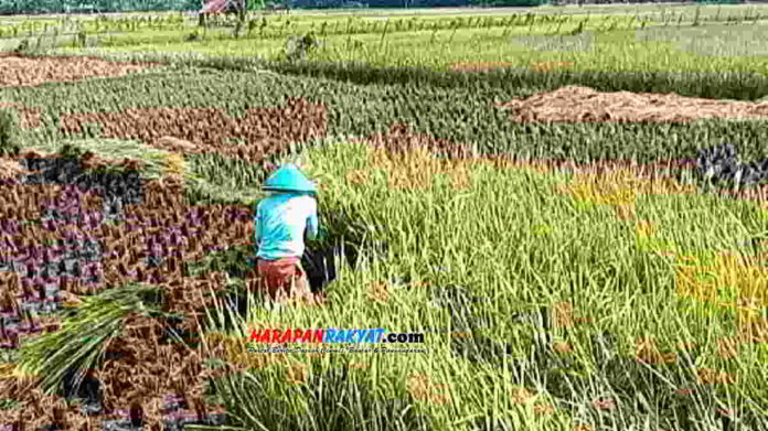 Para petani di Kecamatan Padaherang, Kabupaten Pangandaran, melakukan panen lebih awal karena tanaman padinya diserang hama. Foto: Entang SR/HR.