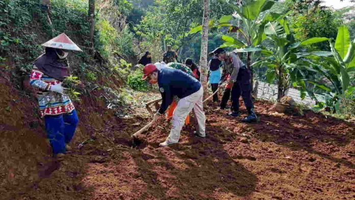 Antisipasi Kerawanan Pangan, KWT Wijaya Kusumah Selamanik Ciamis Tanam Jagung dan Kacang Tanah