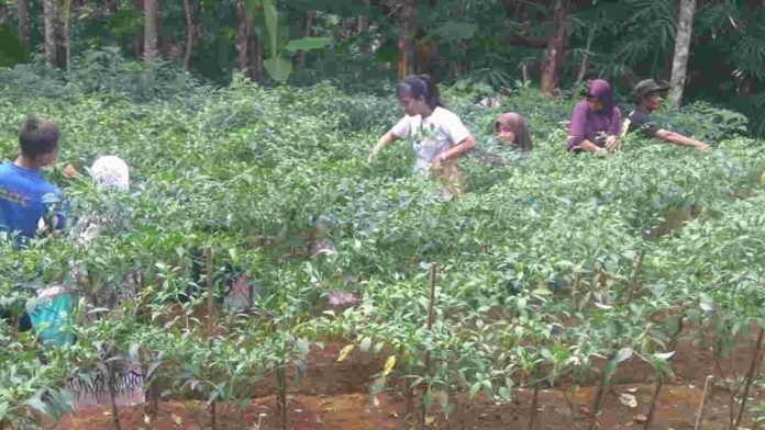 Brigez Tanjungjaya Tasikmalaya Tanam Cabe, Manfaatkan Pupuk Organik Magot