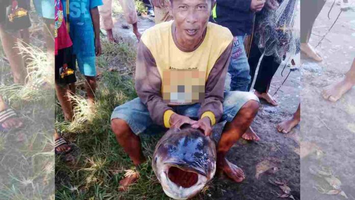 Ikan Gabus Monster